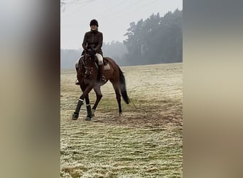 Hannoveraner, Stute, 11 Jahre, 174 cm, Brauner