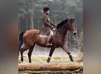 Hannoveraner, Stute, 11 Jahre, 174 cm, Brauner