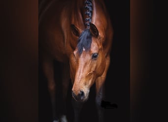Hannoveraner, Stute, 11 Jahre, 174 cm, Brauner