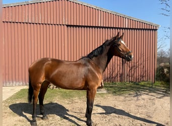 Hannoveraner, Stute, 11 Jahre, 174 cm, Brauner