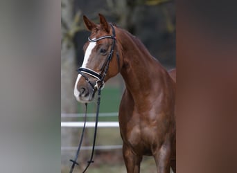 Hannoveraner, Stute, 11 Jahre, 174 cm, Dunkelfuchs
