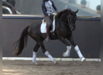 Hannoveraner, Stute, 11 Jahre, 174 cm, Dunkelfuchs
