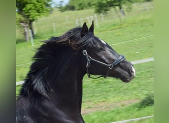 Hannoveraner, Stute, 11 Jahre, 174 cm, Dunkelfuchs