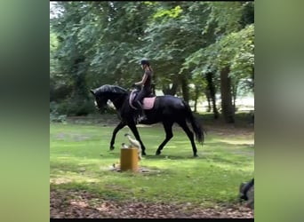 Hannoveraner, Stute, 11 Jahre, 174 cm, Rappe