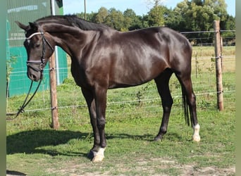 Hannoveraner, Stute, 11 Jahre, 174 cm, Rappe