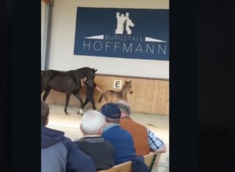 Hannoveraner, Stute, 11 Jahre, 174 cm, Rappe