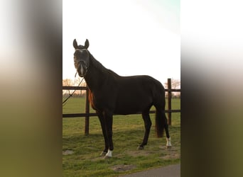 Hannoveraner, Stute, 11 Jahre, 174 cm, Rappe