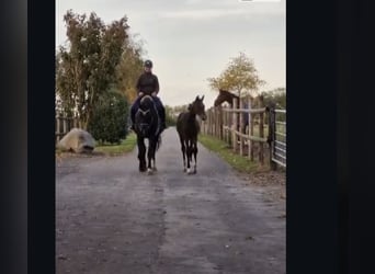 Hannoveraner, Stute, 11 Jahre, 174 cm, Rappe