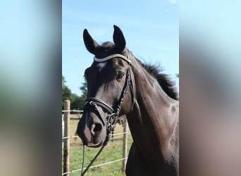 Hannoveraner, Stute, 11 Jahre, 174 cm, Rappe