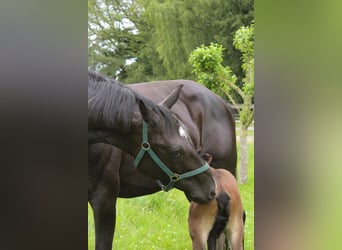 Hannoveraner, Stute, 11 Jahre, 174 cm, Rappe