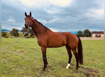 Hannoveraner, Stute, 11 Jahre, 176 cm, Brauner
