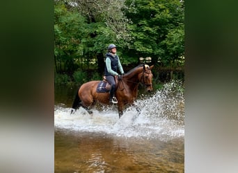 Hannoveraner, Stute, 11 Jahre, 177 cm, Brauner