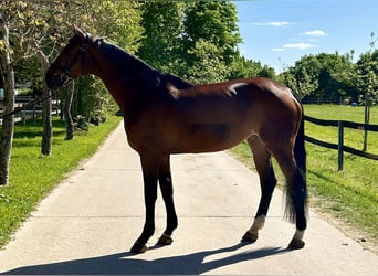 Hannoveraner, Stute, 11 Jahre, 177 cm, Brauner