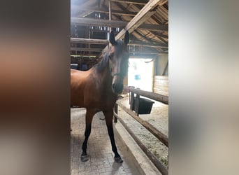 Hannoveraner, Stute, 11 Jahre, 178 cm, Brauner