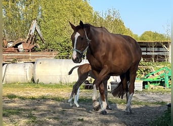 Hannoveraner, Stute, 11 Jahre, 178 cm, Fuchs