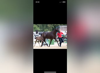 Hannoveraner, Stute, 11 Jahre, 178 cm, Rappe