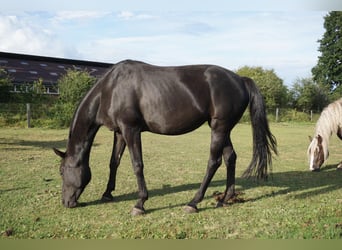 Hannoveraner, Stute, 11 Jahre, 178 cm, Rappe