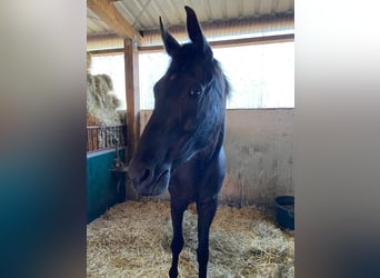 Hannoveraner, Stute, 11 Jahre, 178 cm, Rappe