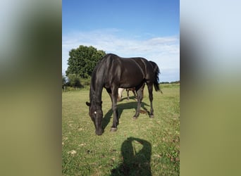 Hannoveraner, Stute, 11 Jahre, 178 cm, Rappe