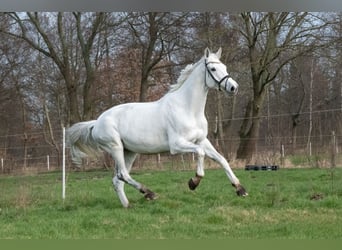 Hannoveraner, Stute, 11 Jahre, 178 cm, Schimmel