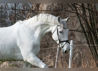 Hannoveraner, Stute, 11 Jahre, 178 cm, Schimmel