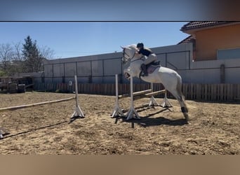 Hannoveraner, Stute, 11 Jahre, 178 cm, Schimmel