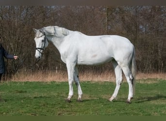 Hannoveraner, Stute, 11 Jahre, 178 cm, Schimmel