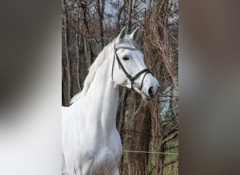 Hannoveraner, Stute, 11 Jahre, 178 cm, Schimmel