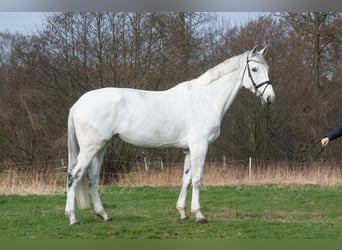 Hannoveraner, Stute, 11 Jahre, 178 cm, Schimmel