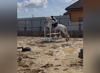 Hannoveraner, Stute, 11 Jahre, 178 cm, Schimmel