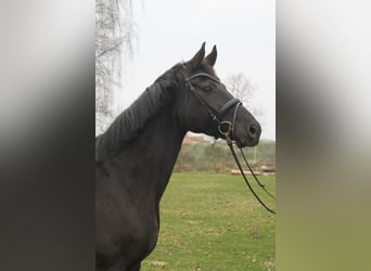 Hannoveraner, Stute, 11 Jahre, Rappe