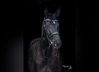 Hannoveraner, Stute, 11 Jahre, Rappe