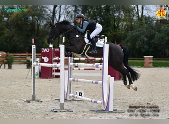 Hannoveraner, Stute, 11 Jahre, Schwarzbrauner