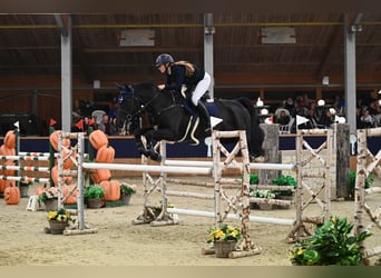 Hannoveraner, Stute, 11 Jahre, Schwarzbrauner
