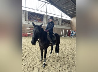 Hannoveraner, Stute, 11 Jahre, Schwarzbrauner