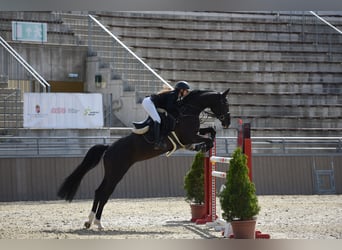 Hannoveraner, Stute, 11 Jahre, Schwarzbrauner