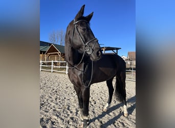 Hannoveraner, Stute, 11 Jahre, Schwarzbrauner