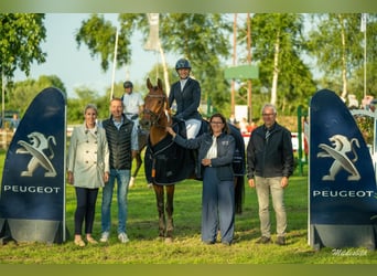 Hannoveraner, Stute, 12 Jahre, 158 cm, Brauner
