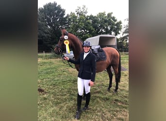 Hannoveraner, Stute, 12 Jahre, 158 cm, Brauner