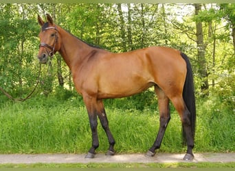 Hannoveraner, Stute, 12 Jahre, 158 cm, Brauner