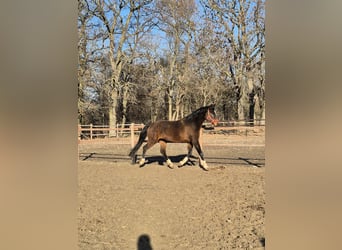 Hannoveraner, Stute, 12 Jahre, 164 cm, Dunkelbrauner