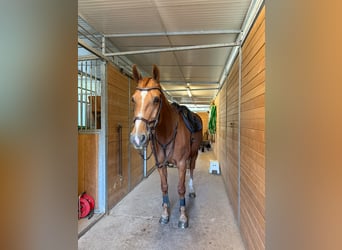 Hannoveraner, Stute, 12 Jahre, 164 cm, Fuchs