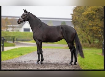 Hannoveraner, Stute, 12 Jahre, 165 cm