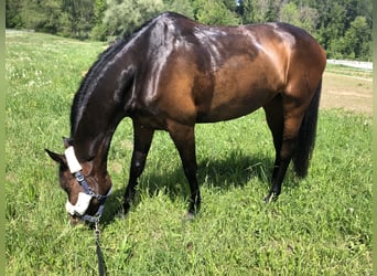 Hannoveraner, Stute, 12 Jahre, 165 cm, Dunkelbrauner