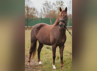 Hannoveraner, Stute, 12 Jahre, 165 cm, Dunkelfuchs