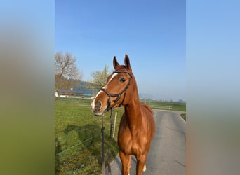 Hannoveraner, Stute, 12 Jahre, 165 cm, Fuchs