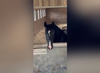 Hannoveraner, Stute, 12 Jahre, 165 cm, Rappe