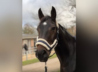 Hannoveraner, Stute, 12 Jahre, 165 cm, Schwarzbrauner