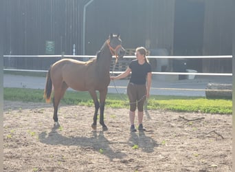 Hannoveraner, Stute, 12 Jahre, 165 cm