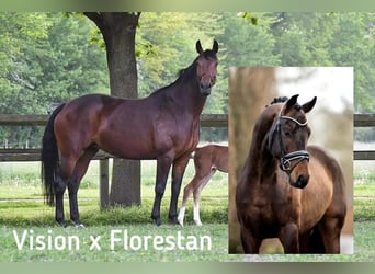 Hannoveraner, Stute, 12 Jahre, 166 cm, Brauner